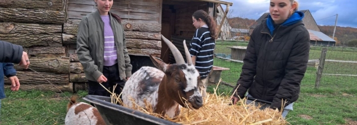epi-animal Les 4èmes à la ferme pendant l'EPI médiation animale