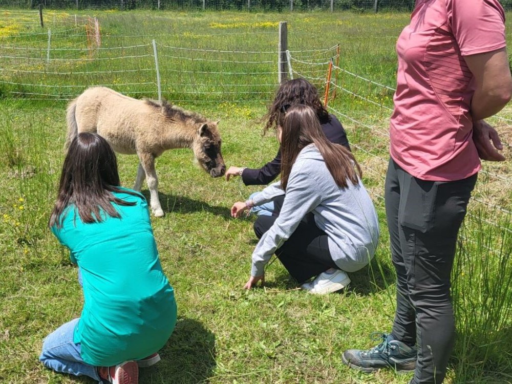 Des élèves du dispositif Oxygène à la ferme pédagogique pour réaliser de la médiation animale